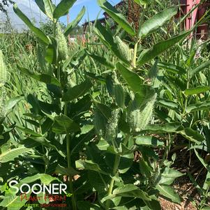 Asclepias speciosa ''