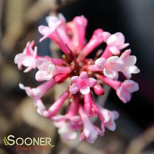 PINK DAWN VIBURNUM