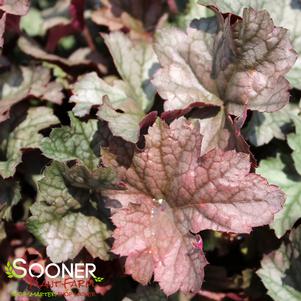 <em>Heuchera</em> STAINLESS STEEL CORAL BELLS: 