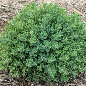 THUNDERCLOUD SEDUM