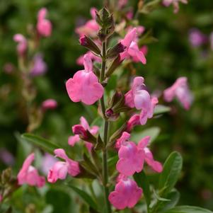 Salvia greggii 'Balmirpink'