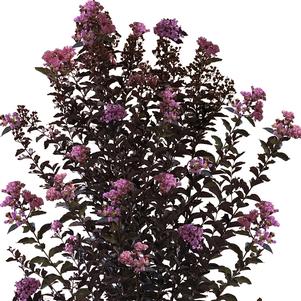 <em>Lagerstroemia</em> THUNDERSTRUCK™ LAVENDER BLAST™ CRAPEMYRTLE: 