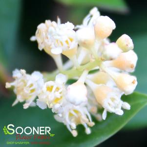 Chestnut Hill Cherry Laurel, Sooner Plant Farm