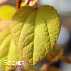 Cercidiphyllum japonicum 'HSLI'