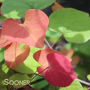 Cercis canadensis 'NC-2016-2'