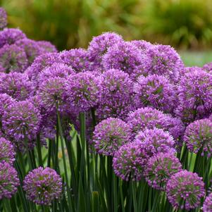 Allium x 'Serendipity'