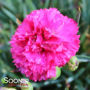 Dianthus x 'Cranberry Cocktail'