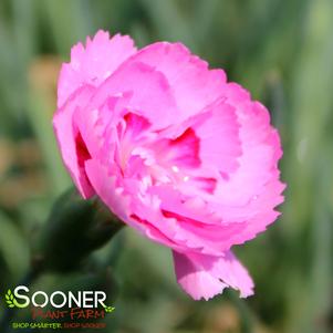 Dianthus x 'Sweetie Pie'