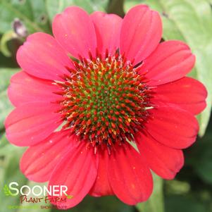 Echinacea x 'Santa Fe'
