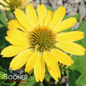 Echinacea x 'Yellow My Darling'