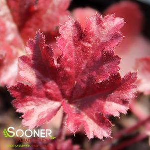 Heuchera x 'Cherry Truffles'