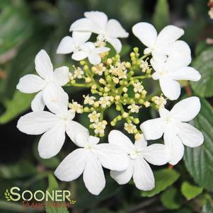 <em>Viburnum</em> SUMMER SNOWFLAKE DOUBLEFILE VIBURNUM: 