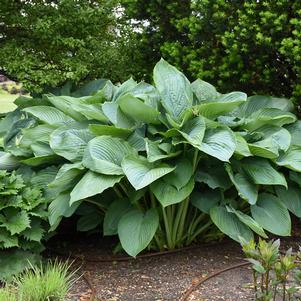 Hosta x 'Empress Wu'