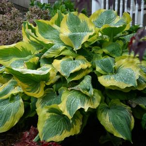 SHADOWLAND® SEDUCER HOSTA