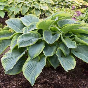 SHADOWLAND® WU-LA-LA HOSTA