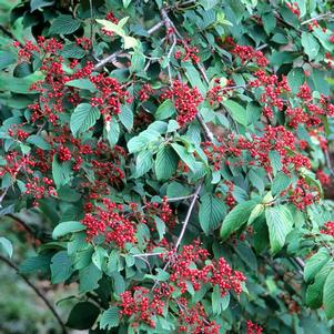 <em>Viburnum</em> MARIESII IMPROVED DOUBLEFILE VIBURNUM: 