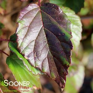 RED FEATHER™ ARROWWOOD VIBURNUM