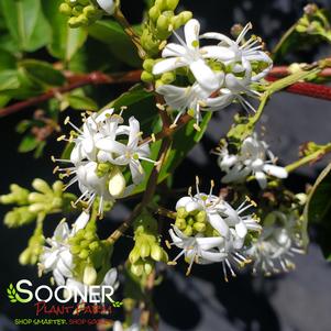 Heptacodium miconioides 'Minhep'