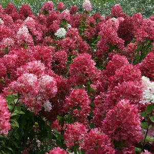 Hydrangea paniculata 'Rendia'