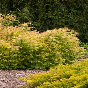 Sorbaria sorbifolia 'Levgreen'