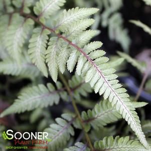 <em>Athyrium</em> GODZILLA JAPANESE PAINTED FERN: 