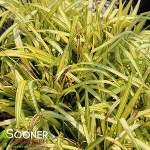 <em>Carex</em> BANANA BOAT SEDGE: 