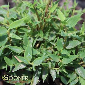 LITTLE RED HEAD CLUMPING BAMBOO