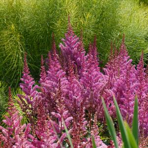 Astilbe chinensis 'Maggie Daley'