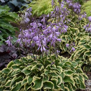 WRINKLE IN TIME HOSTA