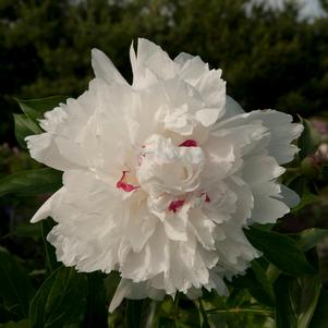 FESTIVA MAXIMA GARDEN PEONY