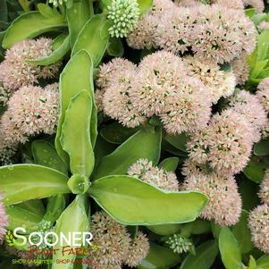 <em>Sedum</em> AUTUMN DELIGHT™ SEDUM: 