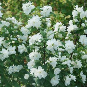 Philadelphus coronarius 'SMNPBD'