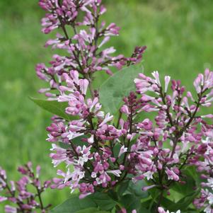 Syringa x 'SMNSDTP'