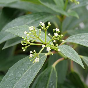 Viburnum x 'NCVX2'