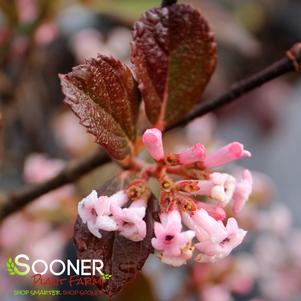 SWEET TALKER® VIBURNUM