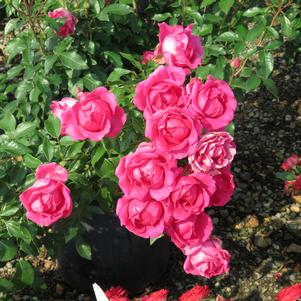 THE CHAMPION™ PINK ROSE