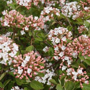 Viburnum carlesii 'JN Select A'