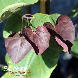 Cercis canadensis 'JN21'