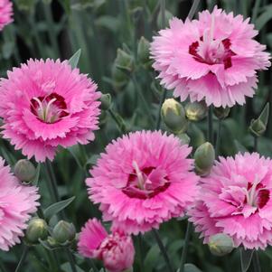 Dianthus x 'Devon Esther'