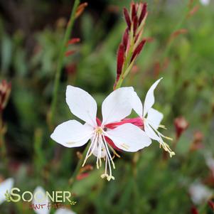 Gaura lindheimeri 'Whirling Butterflies'