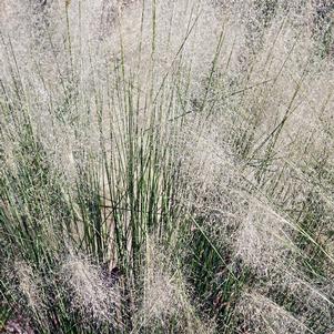 WHITE CLOUD MUHLY GRASS