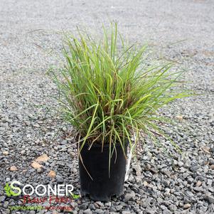 STANDING OVATION LITTLE BLUESTEM