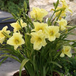 FRAGRANT RETURNS DAYLILY