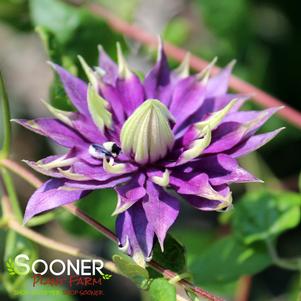 TAIGA CLEMATIS