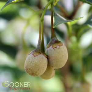 Styrax japonica 'JFS-D'