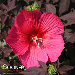 Hibiscus moscheutos 'Tahi 16'