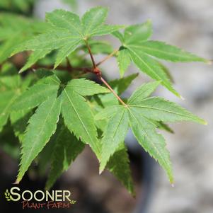 CHIBA DWARF UPRIGHT JAPANESE MAPLE