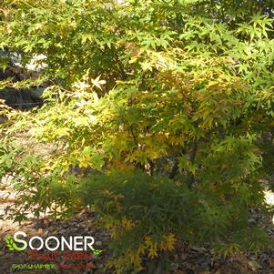 OGON SARASA UPRIGHT JAPANESE MAPLE