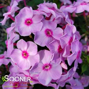 Phlox paniculata 'Opalescence'