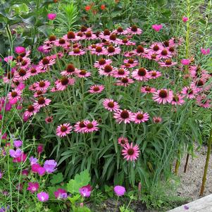 <em>Echinacea</em> PIXIE MEADOWBRITE CONEFLOWER: 